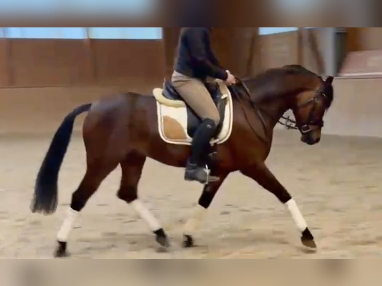 German Riding Pony Gelding 8 years 14.2 hh Brown in Dinslaken