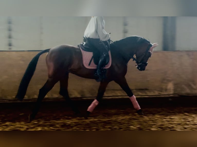German Riding Pony Gelding 8 years 14.2 hh Brown in Dinslaken