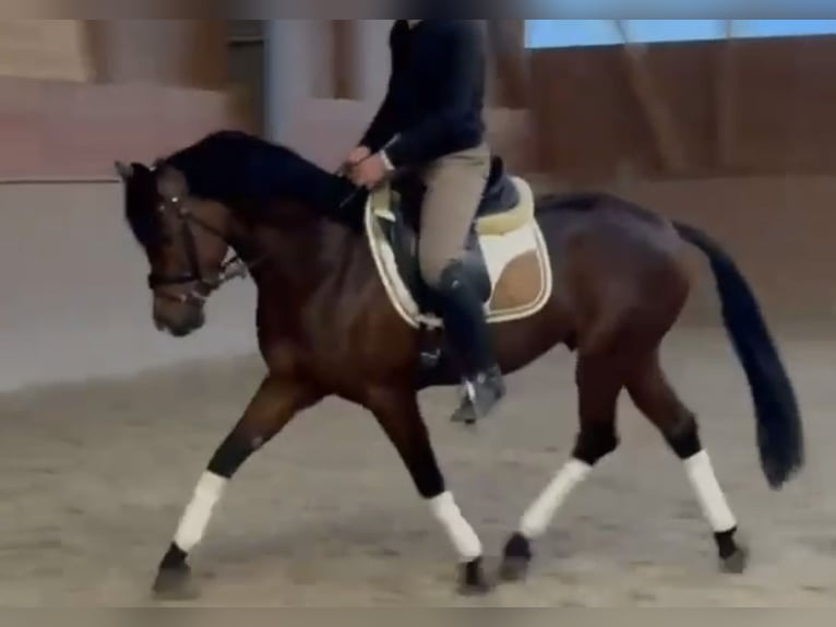 German Riding Pony Gelding 8 years 14.2 hh Brown in Dinslaken