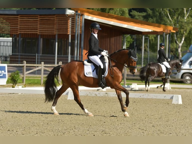 German Riding Pony Gelding 8 years 14.2 hh Brown in Rosengarten