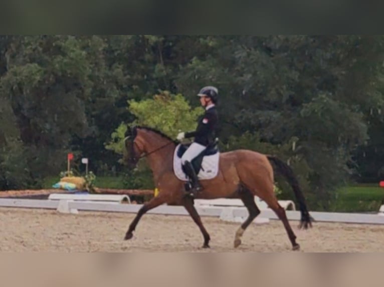 German Riding Pony Gelding 8 years 14,2 hh Brown-Light in Alzenau in Unterfranken