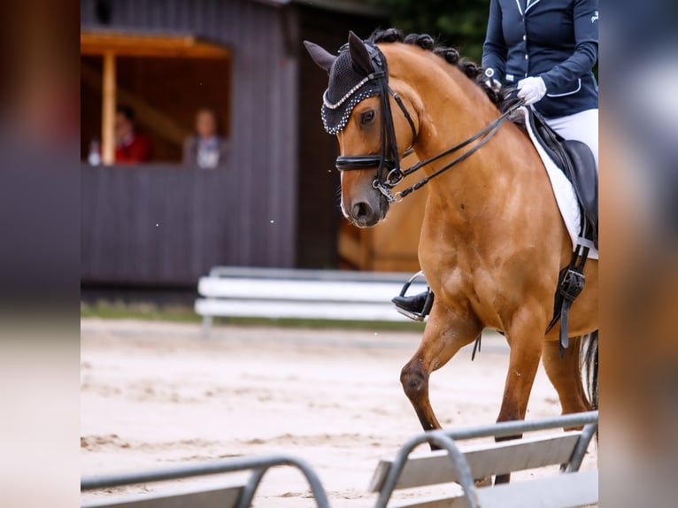 German Riding Pony Gelding 8 years 14,2 hh Brown-Light in Alzenau in Unterfranken