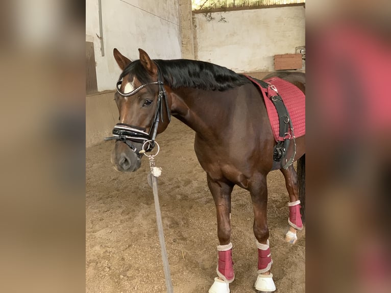 German Riding Pony Gelding 8 years 14,2 hh Chestnut in Olching