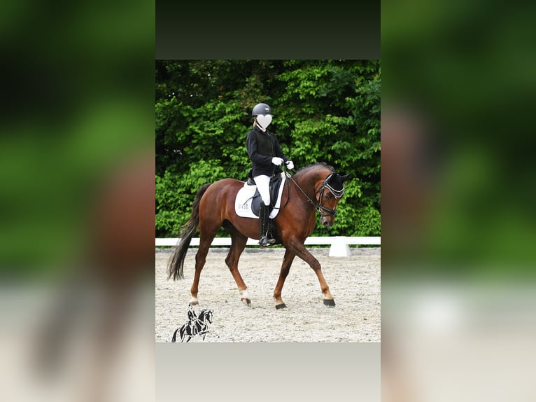 German Riding Pony Gelding 8 years 14,2 hh Chestnut in Olching