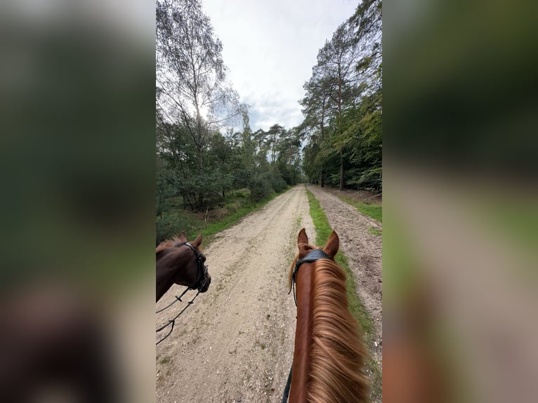 German Riding Pony Gelding 8 years 14.2 hh Chestnut-Red in Schwalmtal