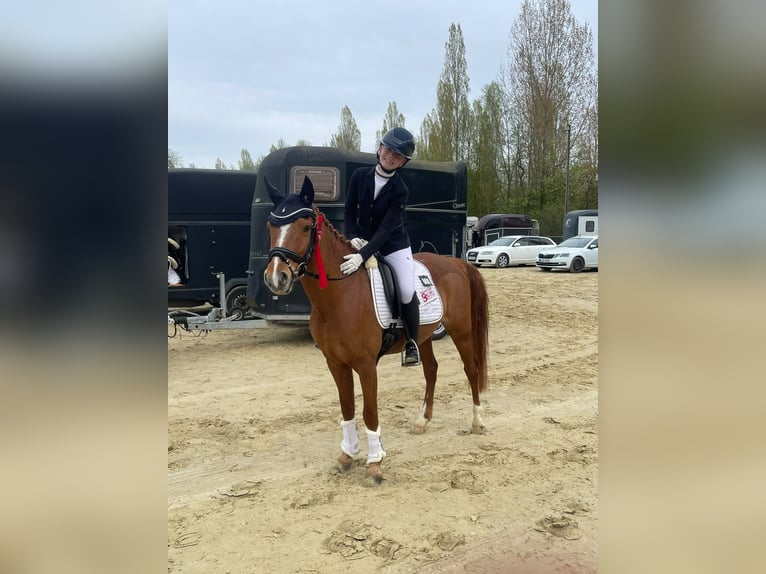 German Riding Pony Gelding 8 years 14.2 hh Chestnut-Red in Vorhelm