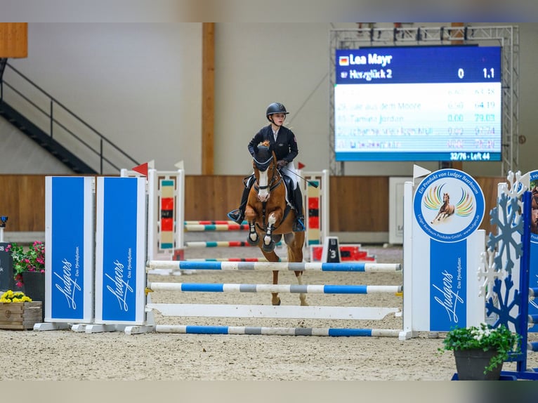 German Riding Pony Gelding 8 years 14.2 hh Chestnut-Red in Jesberg