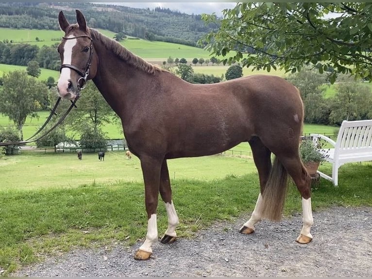German Riding Pony Gelding 8 years 14.2 hh Chestnut-Red in Schmallenberg