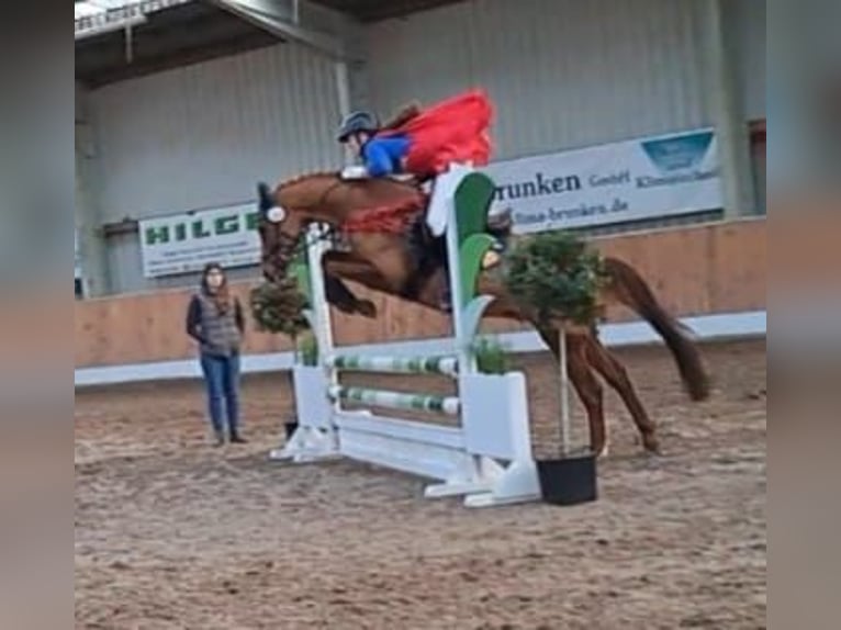 German Riding Pony Gelding 8 years 14,2 hh Chestnut in Bad Zwischenahn