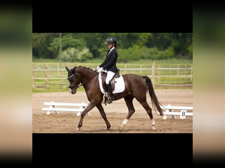 German Riding Pony Gelding 8 years 14,2 hh in Warendorf