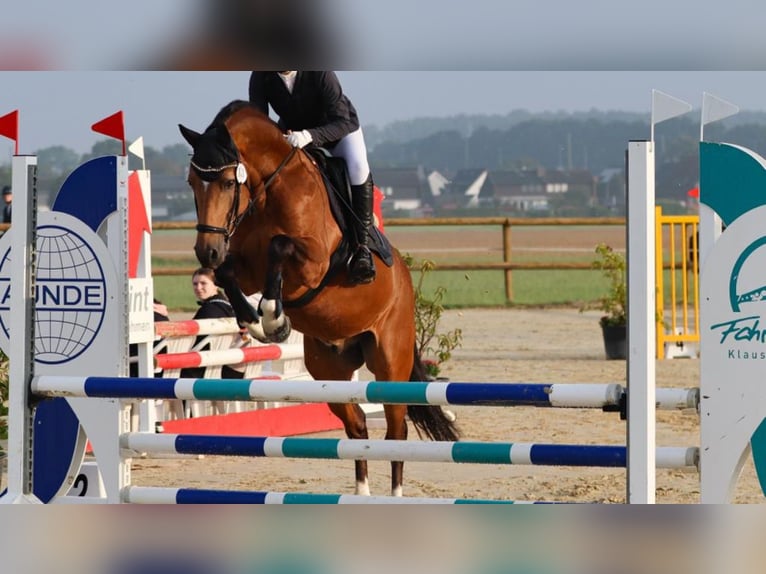 German Riding Pony Gelding 8 years 14,2 hh Dun in Mönchengladbach