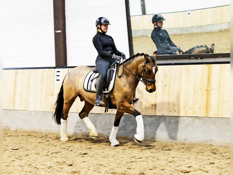 German Riding Pony Gelding 8 years 14,2 hh Dun in Kempen