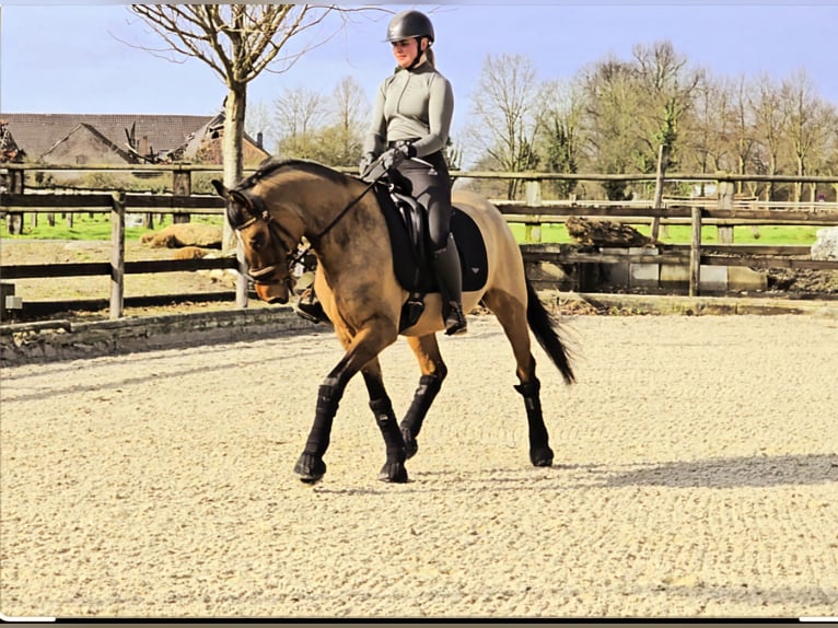 German Riding Pony Gelding 8 years 14,2 hh Dun in Kempen