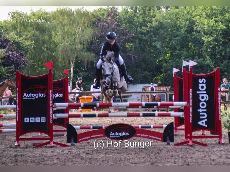 German Riding Pony Gelding 8 years 14.2 hh Grey-Dapple in Friesoythe