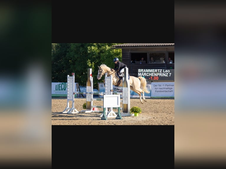 German Riding Pony Gelding 8 years 14,2 hh Palomino in Kronberg