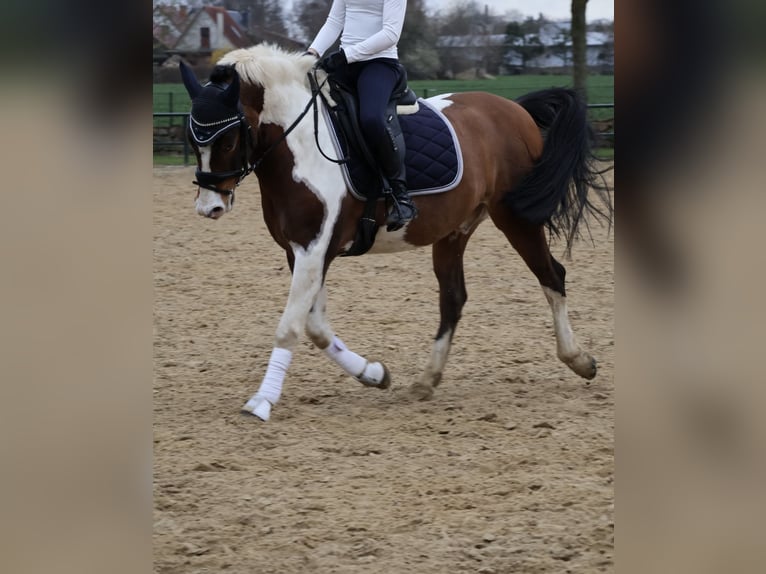 German Riding Pony Gelding 8 years 14,2 hh Pinto in Diedrichshagen