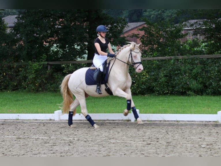 German Riding Pony Gelding 8 years 14,3 hh Cremello in Wardenburg