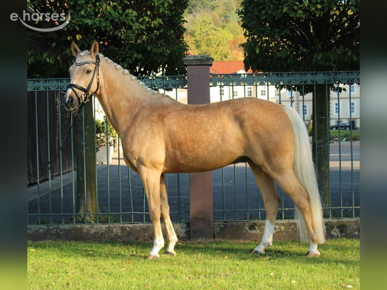 German Riding Pony Gelding 8 years 14.3 hh Palomino in Nörten-Hardenberg