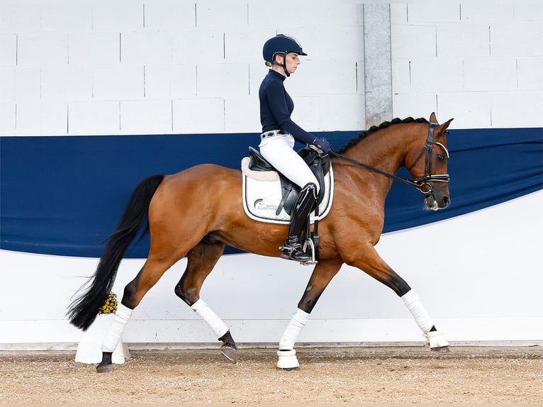 German Riding Pony Gelding 8 years 14 hh Brown in Marsberg