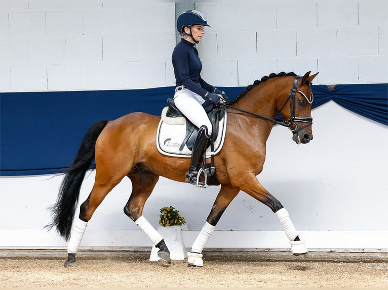 German Riding Pony Gelding 8 years 14 hh Brown in Marsberg