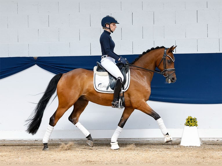 German Riding Pony Gelding 8 years 14 hh Brown in Marsberg