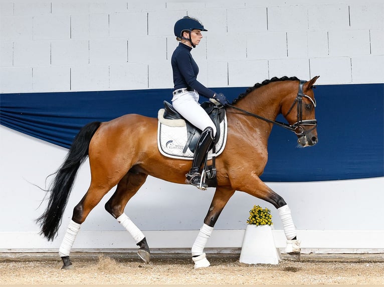 German Riding Pony Gelding 8 years 14 hh Brown in Marsberg