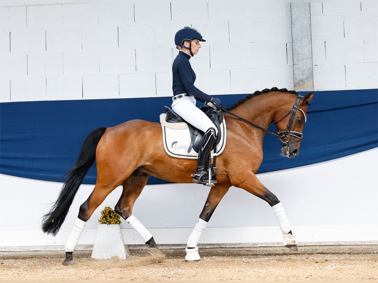 German Riding Pony Gelding 8 years 14 hh Brown in Marsberg