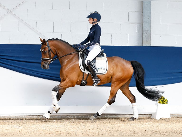 German Riding Pony Gelding 8 years 14 hh Brown in Marsberg