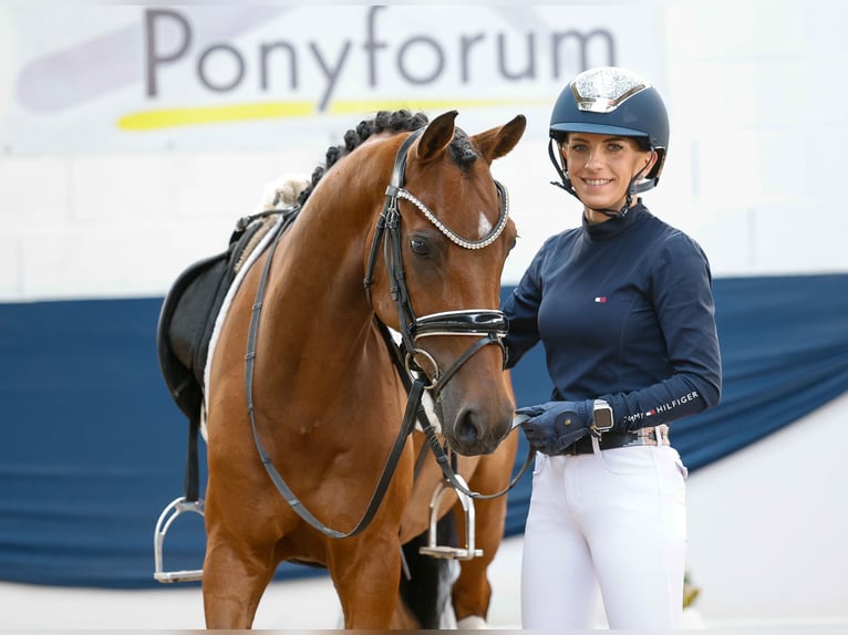 German Riding Pony Gelding 8 years 14 hh Brown in Marsberg