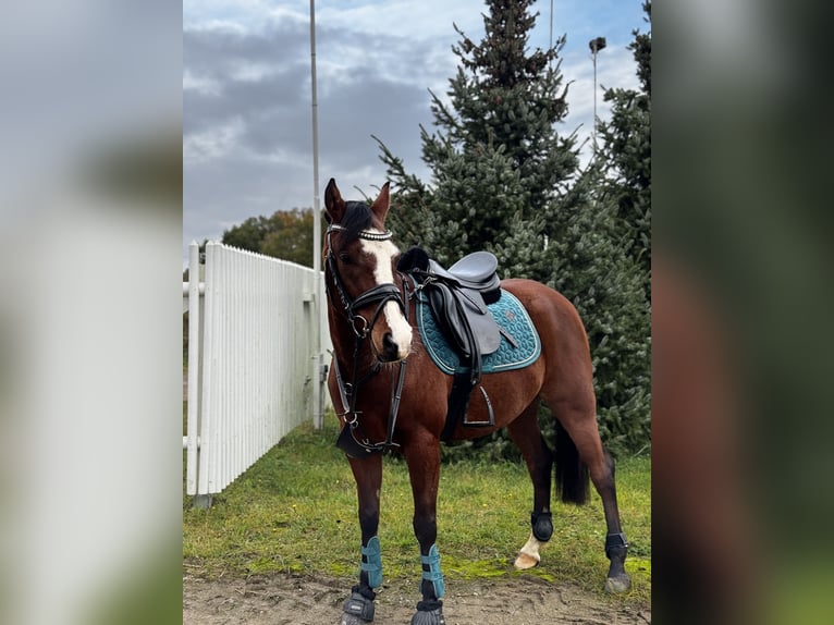 German Riding Pony Gelding 8 years 14 hh Brown in Ollndorf