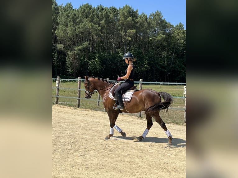 German Riding Pony Gelding 8 years 14 hh Chestnut in Continvoir