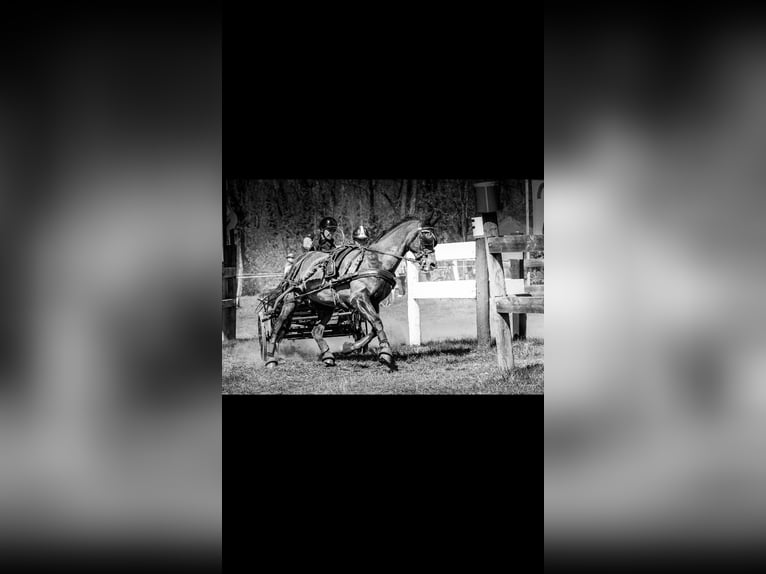 German Riding Pony Gelding 8 years 14 hh Chestnut in Continvoir