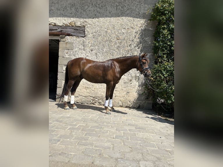 German Riding Pony Gelding 8 years 14 hh Chestnut in Continvoir