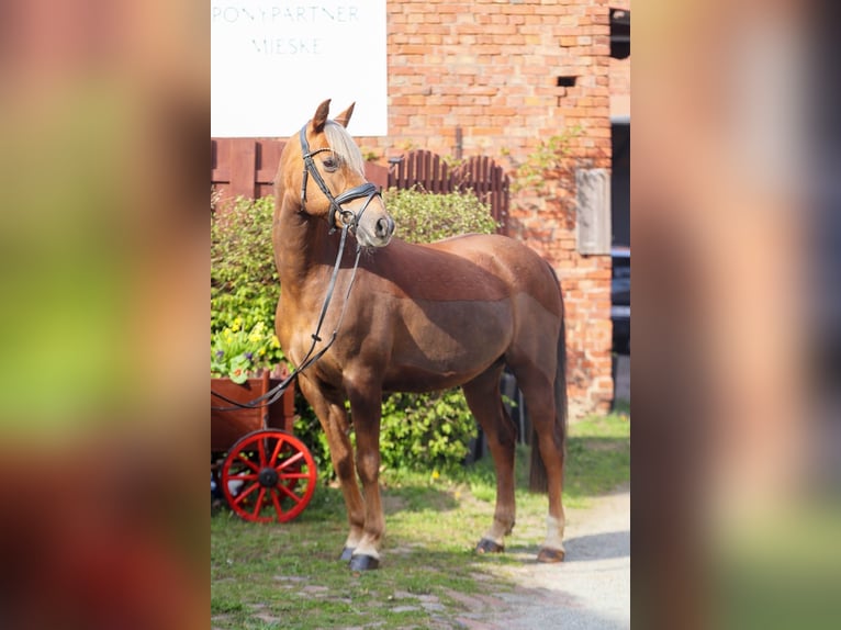 German Riding Pony Gelding 8 years 14 hh Chestnut in Wolfsburg