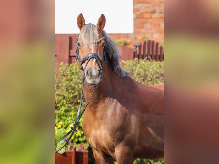 German Riding Pony Gelding 8 years 14 hh Chestnut in Wolfsburg