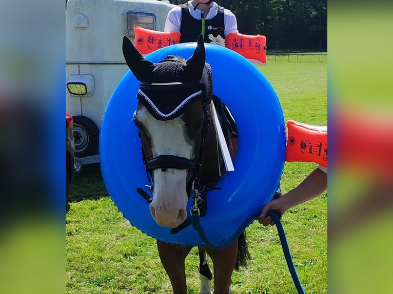 German Riding Pony Gelding 8 years 14 hh  in Hohenstein Ödenwaldstetten