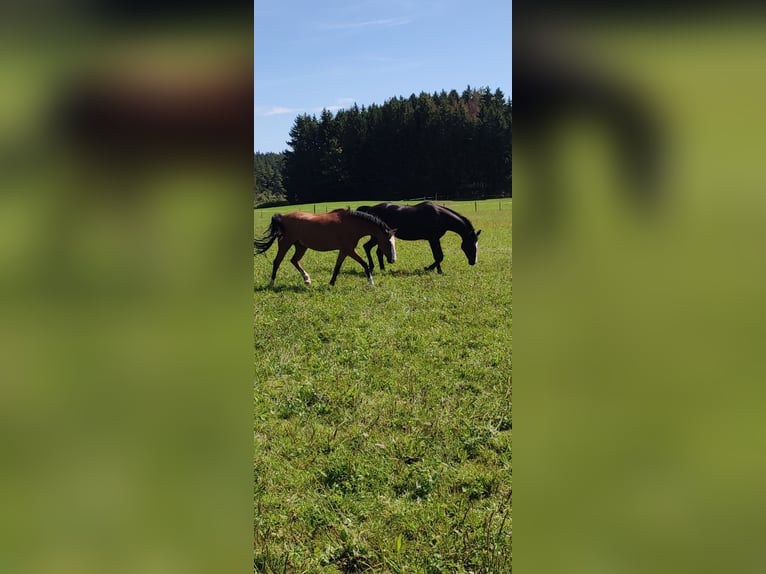 German Riding Pony Gelding 8 years 14 hh  in Hohenstein Ödenwaldstetten