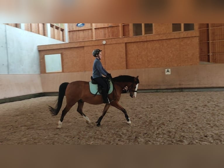 German Riding Pony Gelding 8 years 14 hh  in Hohenstein Ödenwaldstetten