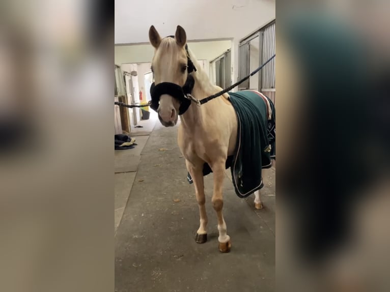 German Riding Pony Gelding 8 years 14 hh Palomino in M&#xFC;nchen