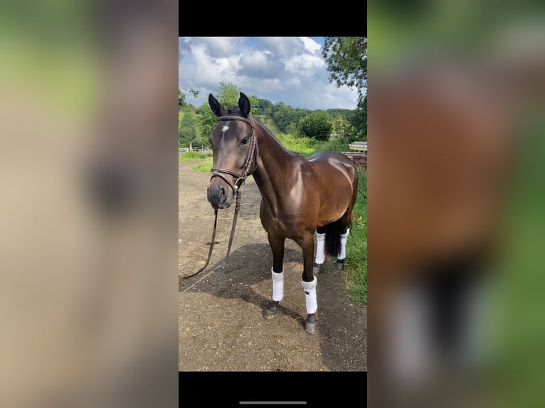 German Riding Pony Gelding 8 years 14 hh Smoky-Black in Karlsruhe