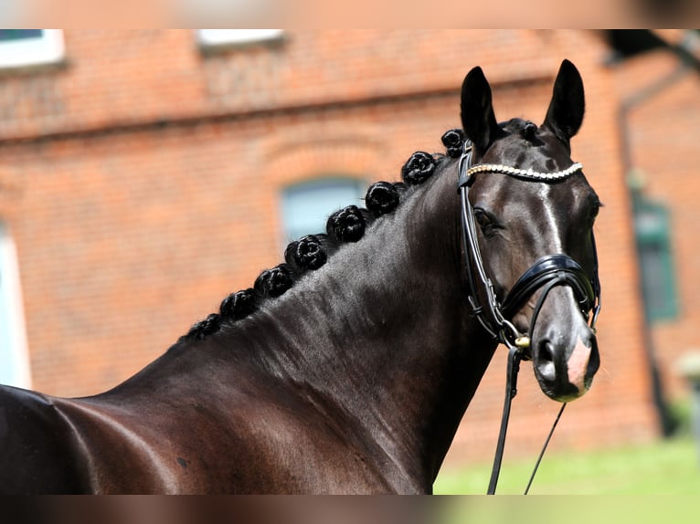 German Riding Pony Gelding 8 years 14,1 hh Black in Rehburg-Loccum MünchehagenLoccum