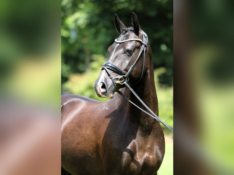 German Riding Pony Gelding 8 years 14,1 hh Black in Rehburg-Loccum MünchehagenLoccum