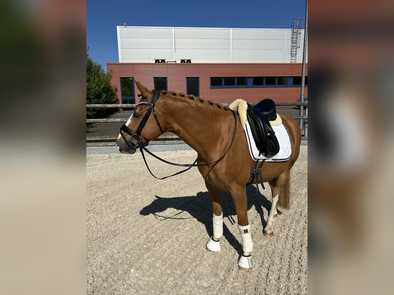 German Riding Pony Gelding 8 years 14,1 hh Chestnut-Red in Lennestadt