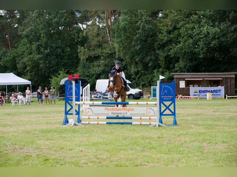 German Riding Pony Gelding 8 years 14,1 hh Chestnut-Red in Wedemark