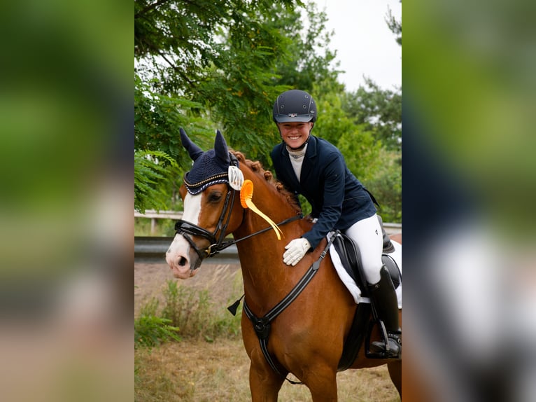 German Riding Pony Gelding 8 years 14,1 hh Chestnut-Red in Wedemark