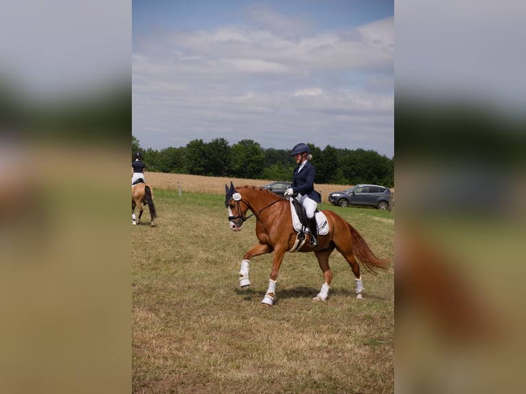 German Riding Pony Gelding 8 years 14,1 hh Chestnut-Red in Wedemark