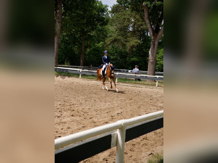 German Riding Pony Gelding 8 years 14,1 hh Chestnut-Red in Wedemark