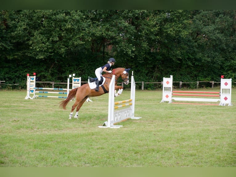 German Riding Pony Gelding 8 years 14,1 hh Chestnut-Red in Wedemark