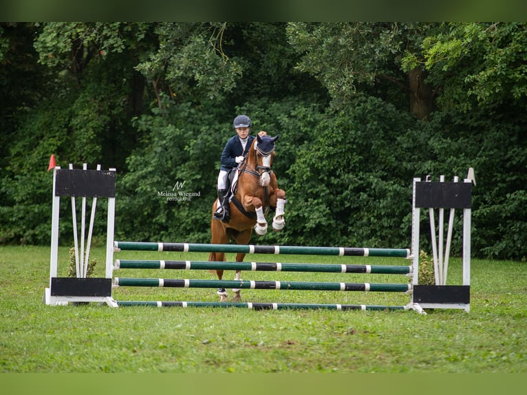 German Riding Pony Gelding 8 years 14,1 hh Chestnut-Red in Wedemark