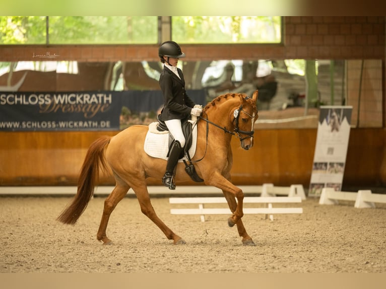 German Riding Pony Gelding 8 years 14,1 hh Chestnut-Red in T&#xF6;nisvorst